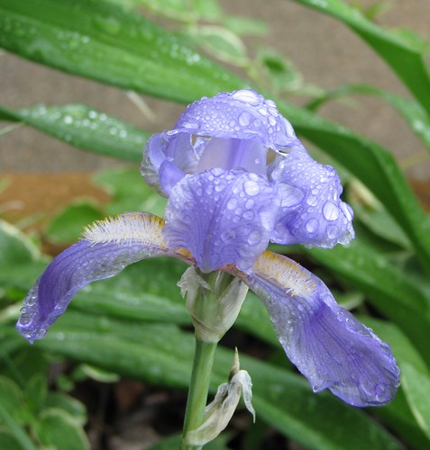 flowers iris plants verde green rain purple blossoms clematis dew raindrops blooms hostas plantsafterrain