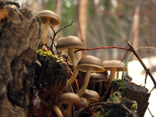 macro mushroom mushrooms bozeman fungi fungus forestfloor sypescanyon jontaylormontana