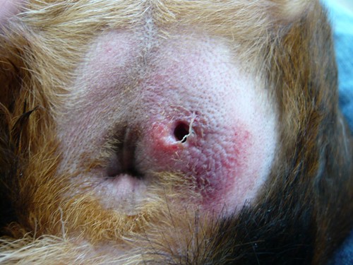 abscess infection