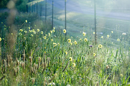 morning plant flower yellow weeds blossoms pasture