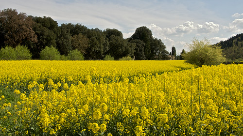 yellow tuscany campo colza travalle rufux pentaxk7