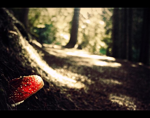 trip trees red newzealand wild texture nature mushroom pine digital forest canon bokeh path nz southisland toadstool needles magical aotearoa photoshop7 hanmersprings conicalhill eos400d oldphototexture oldpapertexture