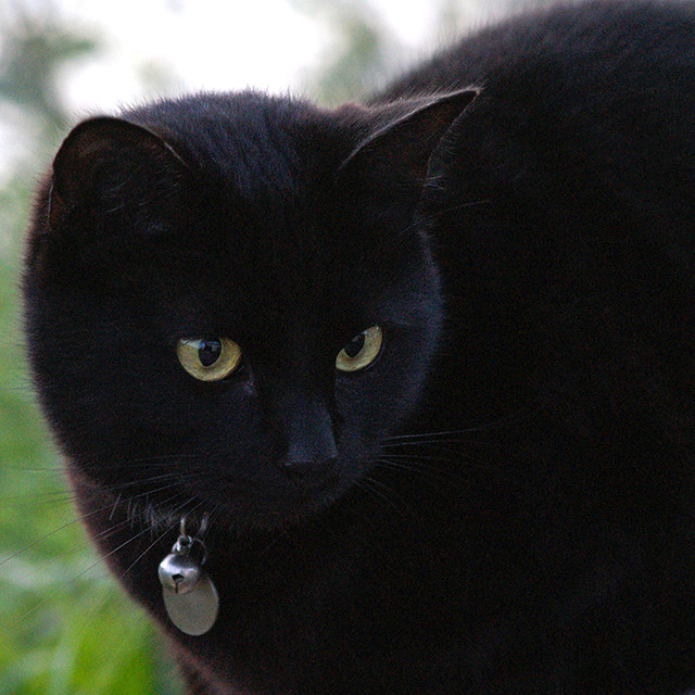 Black cat in Port Isaac