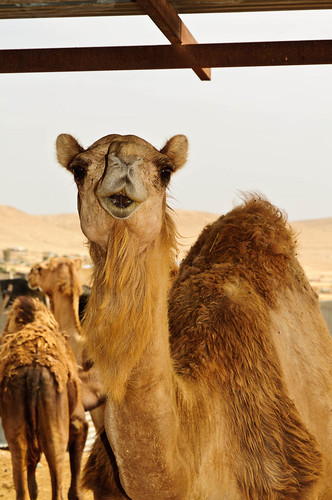 animals israel camel mideast isr naturelandscape hadarom kaserasir