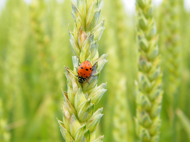bug on wheat | Flickr - Photo Sharing!