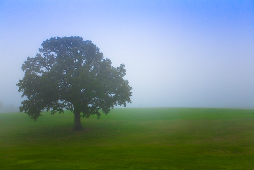 blue sky mist tree green nature field grass leaves fog wisconsin rural canon landscape photography photo oak midwest image branches country hill picture meadow trunk 5d canonef1740mmf4lusm lonetree fitchburg canoneos5d flickrexplore flickrfrontpage portalwisconsinorgselected lorenzemlicka portalwisconsinorg062609