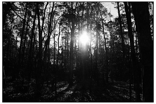 blackandwhite bw sunlight tree forest la us louisiana trix400 leesville republished swanksalot sethanderson