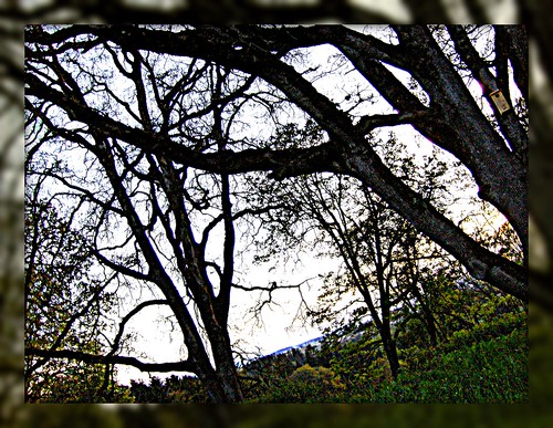 trees sunset sky nature oregon garden landscape spring silverton framed pete picnik 2007 oregongarden hdrish pete4ducks peteliedtke