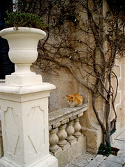 Maltese Orange Cat