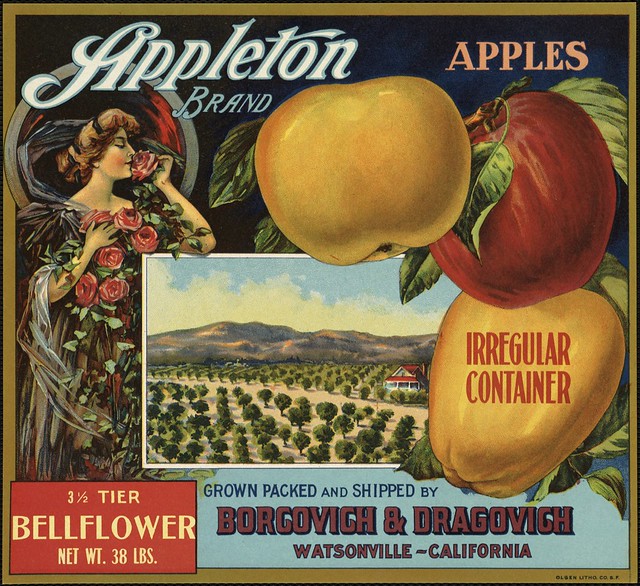 Appleton Brand apples: Irregular container, grown packed and shipped by Borgovich & Dragovich, Watsonville, California