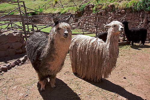 Alpaca huacaya (L) and alpaca suri (R)