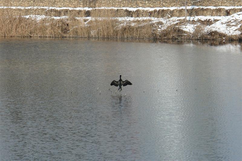 Cigüeña negra en la laguna de el Raso