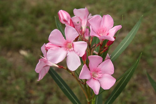 pink flowers lake flower green texas oleander conroe canonefs1755mmf28isusm waldenmarina