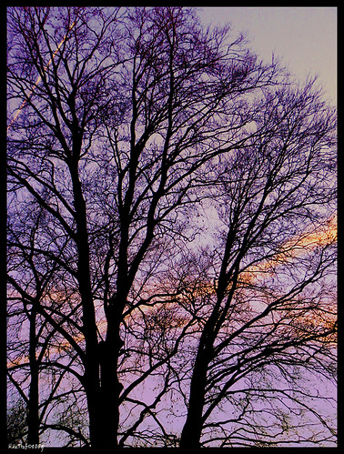 sunset tree quiet purple magenta violet ciel zen arbre 2009 solail maxtess