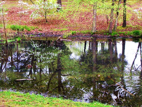 park wood travel trees usa lake reflection green nature water canon landscapes daylight moss scenery view state south peaceful powershot daytime arkansas tranquil batesville lyoncollege sx10is waltphotos
