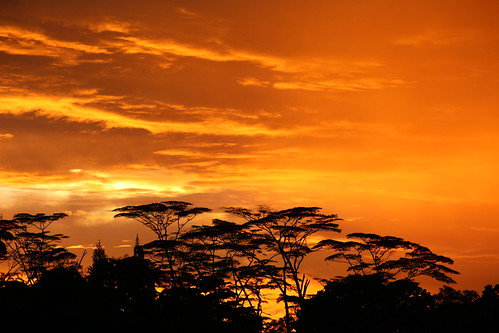 morning trees 15fav orange cloud black silhouette yellow clouds 1025fav 510fav forest sunrise dawn golden daylight singapore asia day cloudy smooth 100v10f 2550fav 50100fav tones sunup daybreak 2010 f9 firstlight crackofdawn 200mm cockcrow hollandroad iso500 breakofday canonef70200mmf4lusm canoneos5dmarkii canon5dmarkii gettyvacation2010