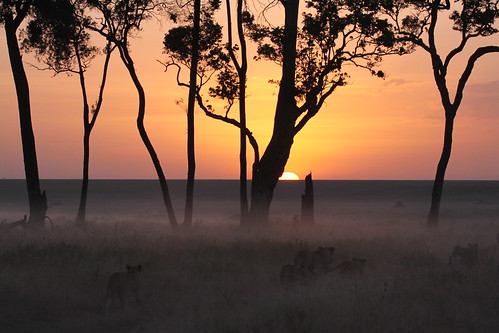 sunrise dawn lion pantheraleo
