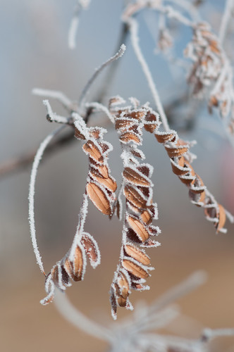 tree frost