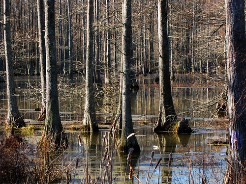 wood old travel trees usa reflection nature water canon landscapes daylight scenery view state south peaceful powershot daytime arkansas cypresses tranquil baldcypress cypressknees sx10is waltphotos