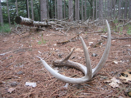 county deer juneau horn whitetailed antler whitetaileddeer juneaucounty