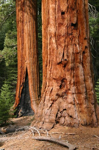 california tree geocoded sequoia