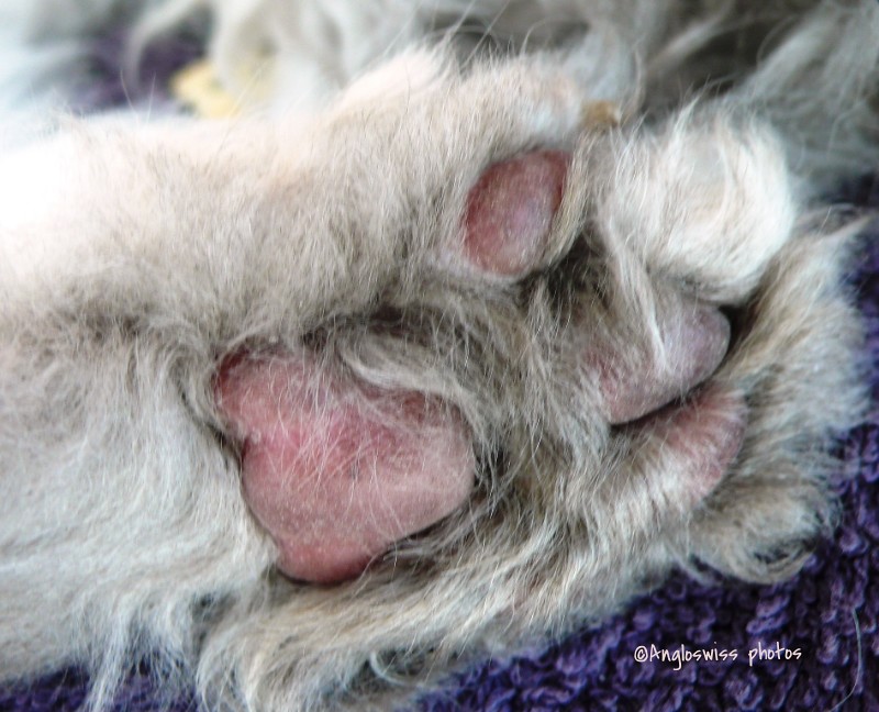 Fluffy's paw