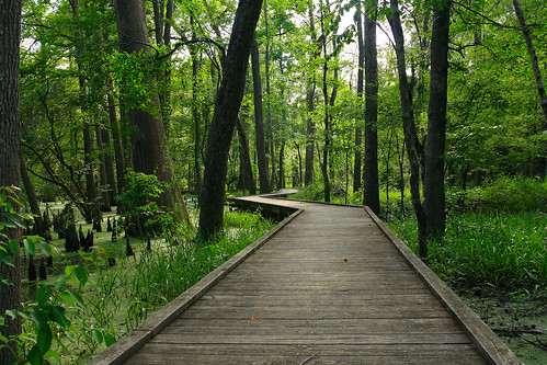 trees nature jesse jones texas swamp boardwalk cypress jessehjonespark