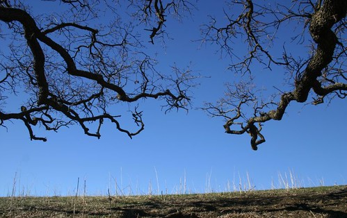 california oak clayton