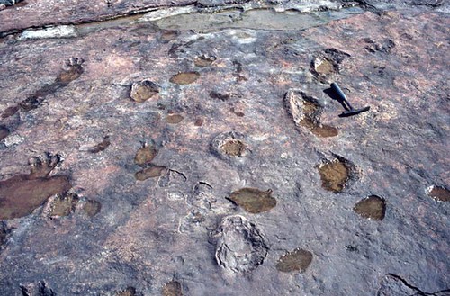 Dinosaur footprints | Flickr - Photo Sharing!