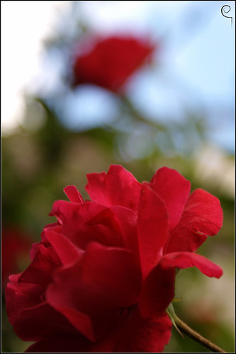 © fiori rosso danila itri carrassi