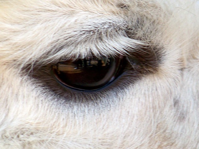 Llama Eye | Flickr - Photo Sharing!