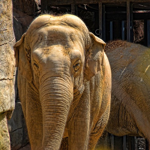 elephant asian explore fp santabarbarazoo sigma18200 interestingess24 nikond80