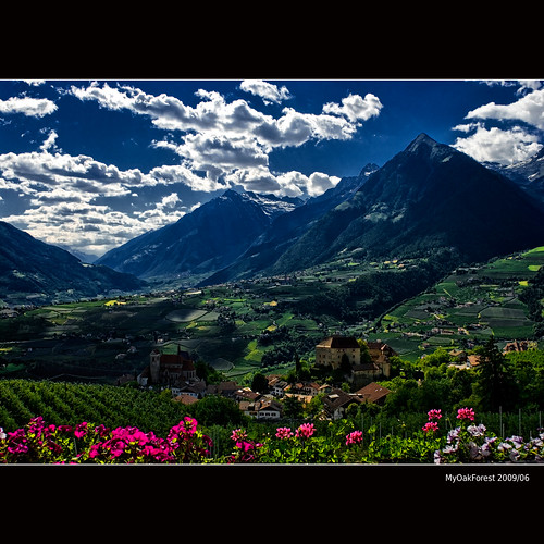 italien flowers italy mountains alps blumen berge alpen tyrol südtirol southtyrol schenna
