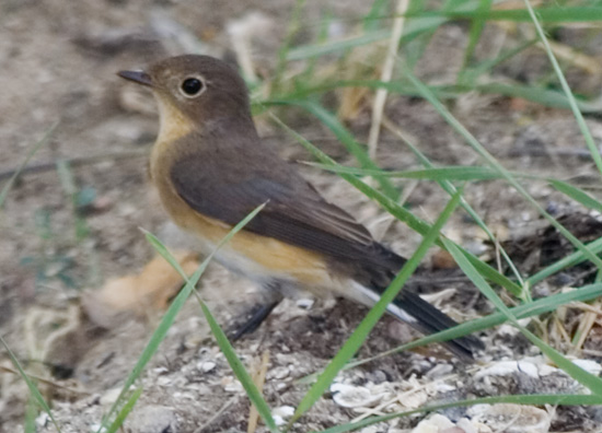 Photograph titled 'Red-breasted Flycatcher'