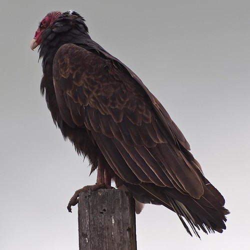 bird clouds grey overcast vultures vulture dull turkeyvulture johnk d5000 johnkrzesinski randomok
