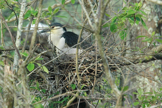 Lake Martin-7636 Black crowned night heron