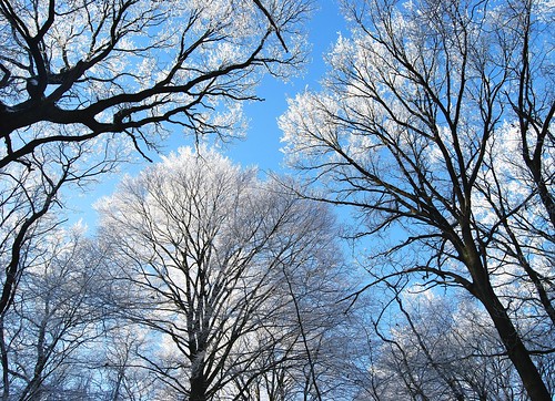 trees winter snow holland forest bomen sneeuw nederland explore bos achterhoek gelderland paasberg terborg flickrdiamond naturewatcher goldstaraward oudeijsselstreek