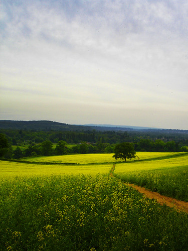 tree green field yellow clouds landscape path hill surrey guildford footpath rapeseed northdownsway oilseedrape chilworth shalford abigfave colorphotoaward theunforgettablepictures platinumheartaward thechantries eastshalford