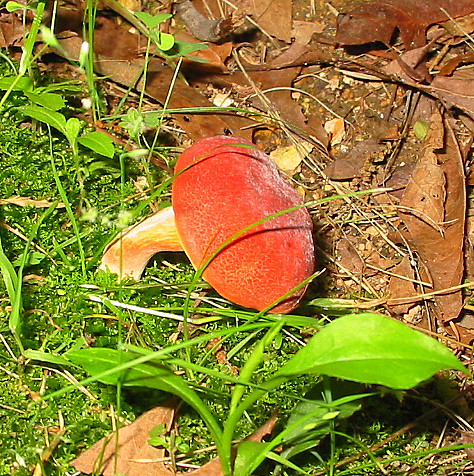 red velvet mushroom | Flickr - Photo Sharing!