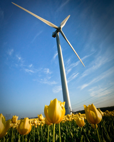 blue sky flower green mill field yellow clouds leaf energy tulips wind grow thenetherlands tulip agriculture 1020mm leafs flevoland lelystad lowangle theperfectphotographer