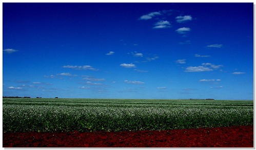blue sky verde green nature field azul fields campos nabo plantação plantações aplusphoto naboforrageiro forrageiro