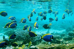 Under Water Maldives