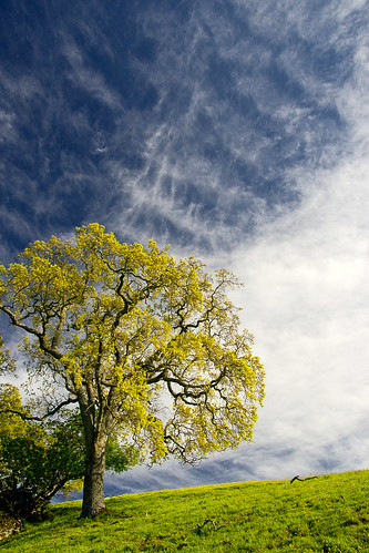 california clouds spring oak hiking eastbay sunol sunolregionalwilderness tamron1750mmf28 ebparks sonydslra700