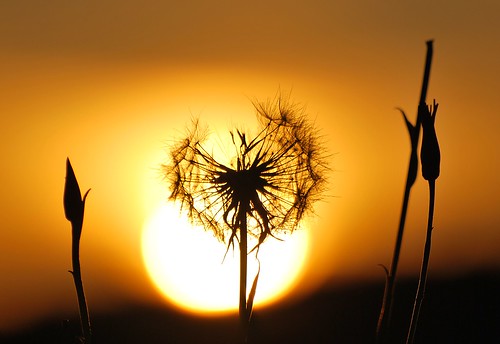 light sunset sun nature nikon sonnenuntergang sundown wiese grassland d60