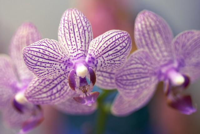 little orchids