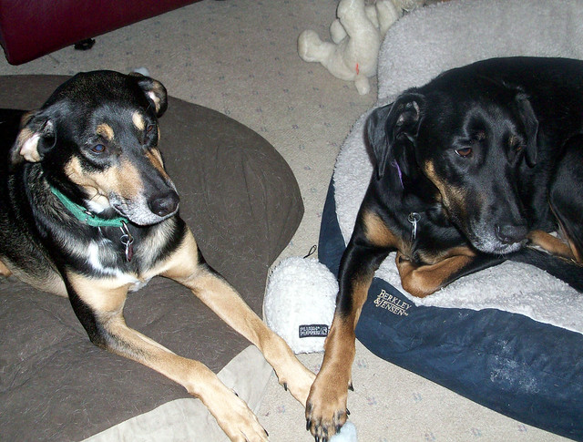 Brother and Sister Love #rescueddogs #LapdogCreations