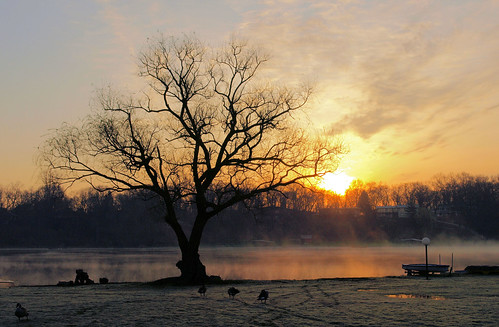 sun lake tree fog sunrise geese spring michigan grandrapids