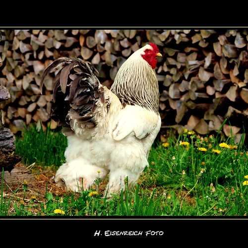chicken farm hans cock bauernhof hahn gockel flickraward eisenreich