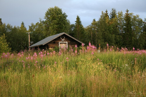 summer cabin meadow
