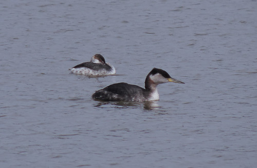 Horned and Red-necked Grebe